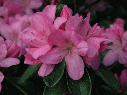  Japanse Azalea (Rhododendron 'Madame Van Hecke')