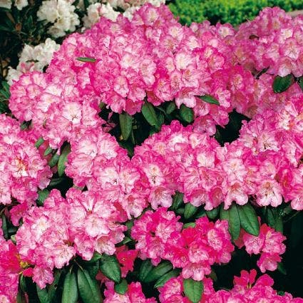  Japanse Azalea (Rhododendron 'Kermesina')