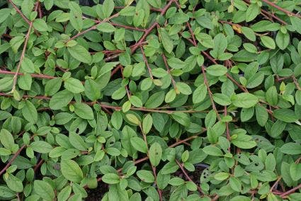  Dwergmispel (Cotoneaster Dammeri 'Gelre')