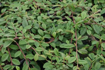  Dwergmispel (Cotoneaster Dammeri 'Gelre')