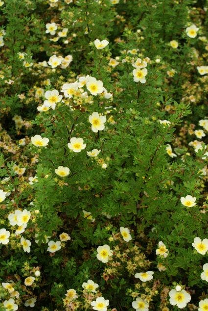  Ganzerik (Potentilla Fruticosa 'Limelight')
