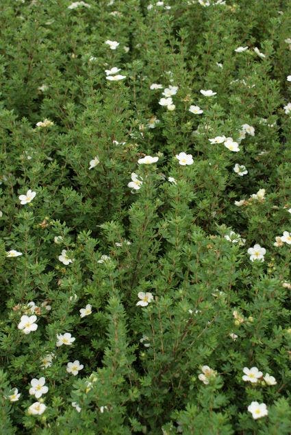  Ganzerik (Potentilla Fruticosa 'McKay's White')