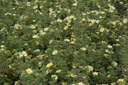  Ganzerik (Potentilla Fruticosa 'Primrose Beauty')