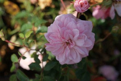  Trosroos (Rosa 'Bonica 82')