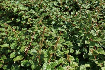  Sierbraam (Rubus Tricolor)