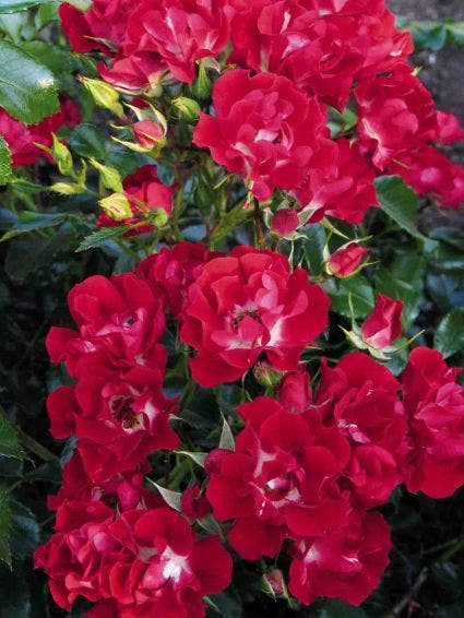  Miniklimroos (Rosa 'Rambling Rosie')