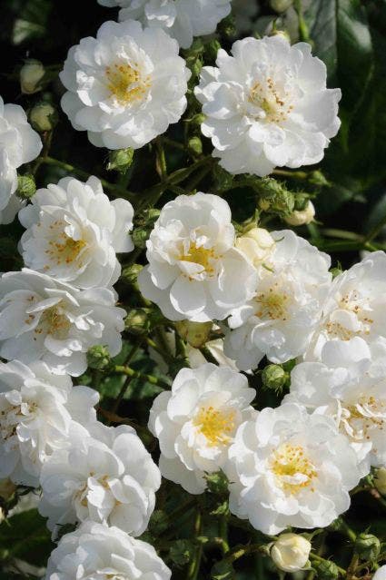  Miniklimroos (Rosa 'Guirlande D'Amour')