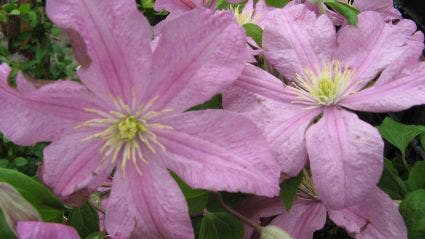  Clematis (Clematis 'Comtesse De Bouchaud')