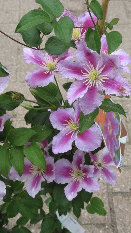  Bosrank (Clematis 'Dr Ruppel')