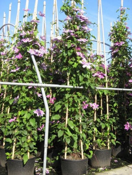  Bosrank (Clematis 'Dr Ruppel')