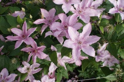  Bosrank (Clematis 'Hagley Hybrid')