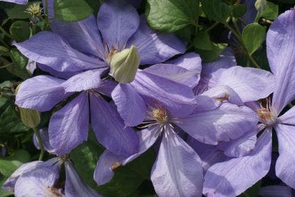  Bosrank (Clematis 'Mrs Cholmondeley')