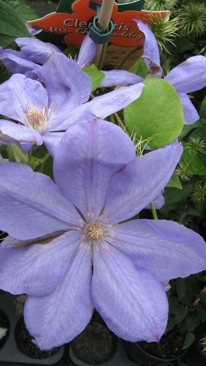  Bosrank (Clematis 'Mrs Cholmondeley')