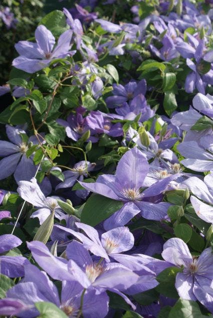  Bosrank (Clematis 'Mrs Cholmondeley')