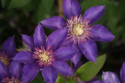  Bosrank (Clematis 'Multi Blue')