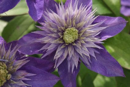  Bosrank (Clematis 'Multi Blue')