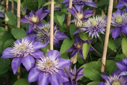  Bosrank (Clematis 'Multi Blue')