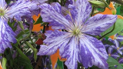  Bosrank (Clematis 'Tie Dye')