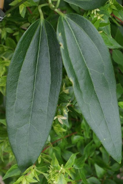  Bosrank, Groenblijvend (Clematis Armandii)
