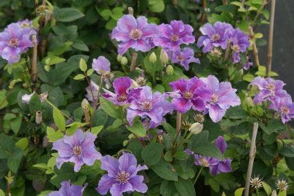  Bosrank (Clematis 'Ashva')