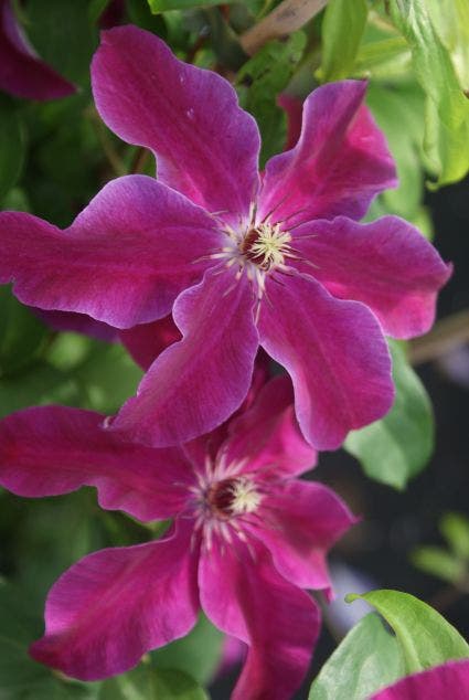  Bosrank (Clematis 'Huvi')