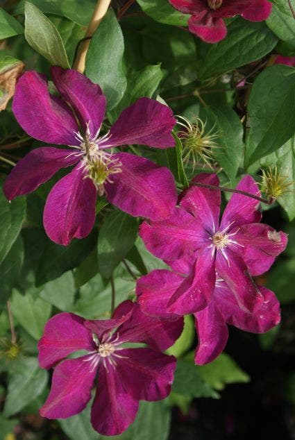  Bosrank (Clematis 'Huvi')