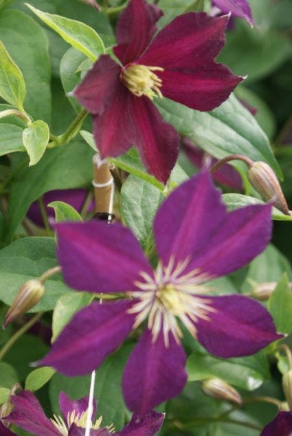  Bosrank (Clematis 'Mikelite')