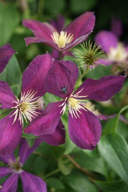  Bosrank (Clematis 'Mikelite')