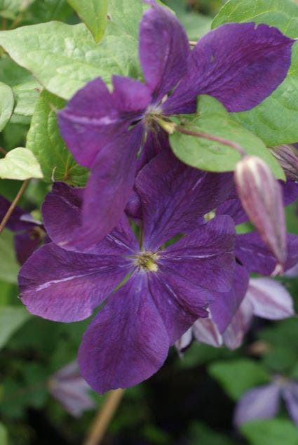  Bosrank (Clematis 'Negritjanka')