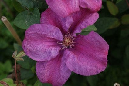  Bosrank (Clematis 'Rahvarinne')