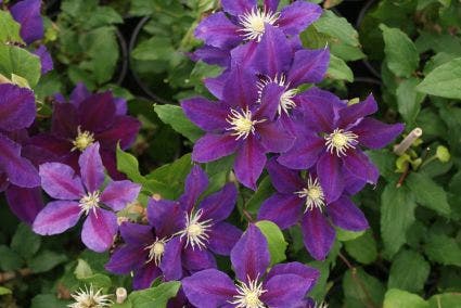  Bosrank (Clematis 'The Vagabond')