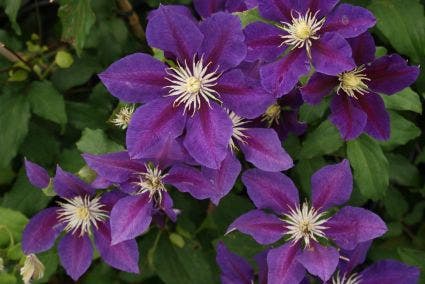  Bosrank (Clematis 'The Vagabond')