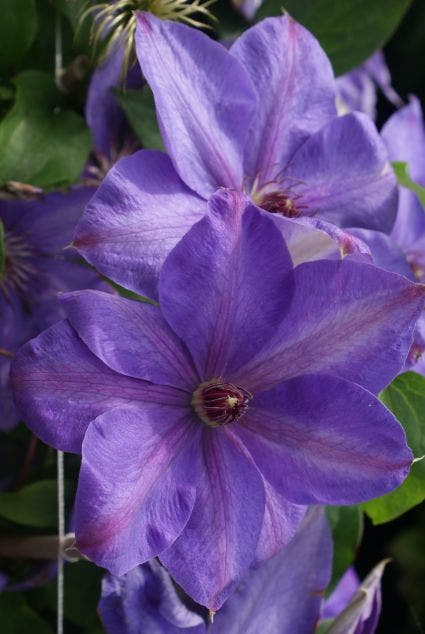  Bosrank (Clematis 'Xerxes')