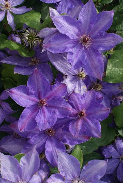  Bosrank (Clematis 'Xerxes')