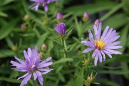  Aster (Aster 'Lady In Blue')
