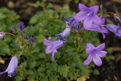  Klokje (Campanula Portenschlagiana)