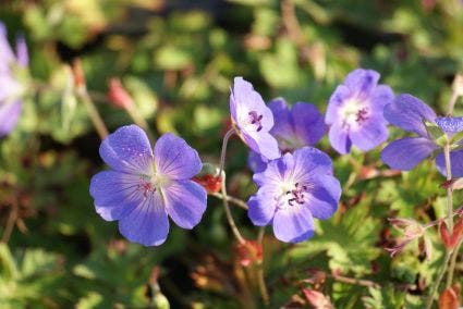  Ooievaarsbek (Geranium 'Rozanne') BIO