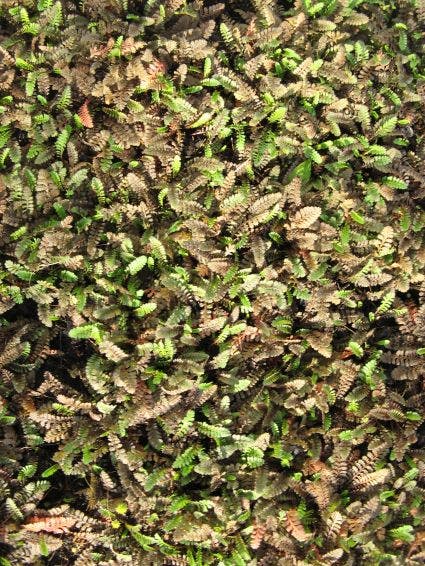  Koperknoopje (Leptinella Potentillina)