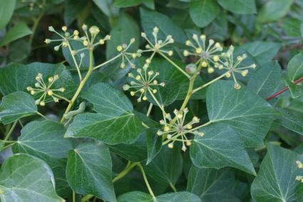  Struikklimop (Hedera Helix 'Arborescens')