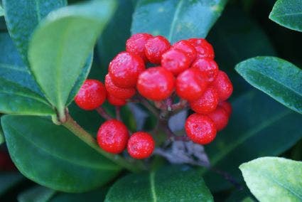  Skimmia (Skimmia Reevesiana)