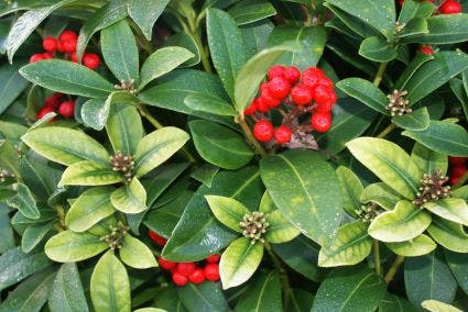  Skimmia (Skimmia Reevesiana)