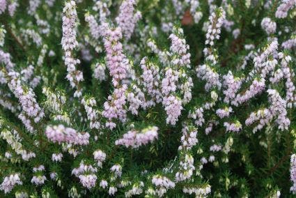 Witte Winterheide (Erica Darleyensis 'White Perfection')