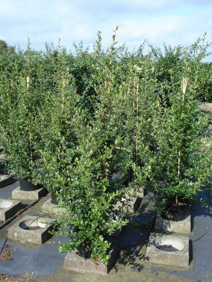  Vuurdoorn (Pyracantha 'Red Column')