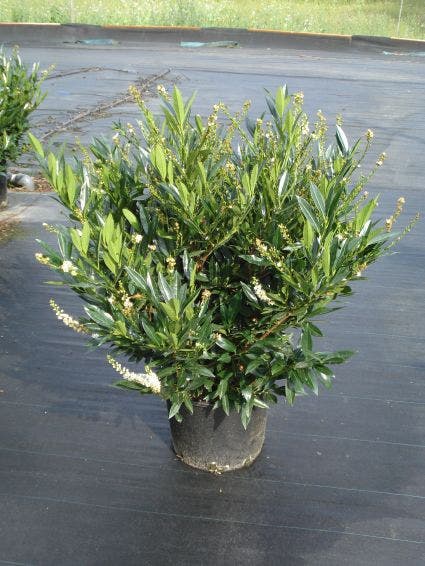  Laurier (Prunus Laurocerasus 'Otto Luyken')