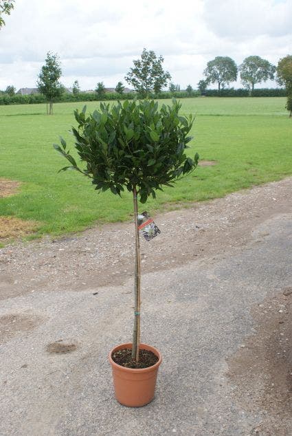  Echte Laurier Op Stam (Laurus Nobilis)