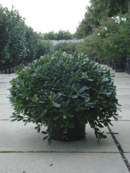  Australische Laurier (Pittosporum Tobira 'Nanum')