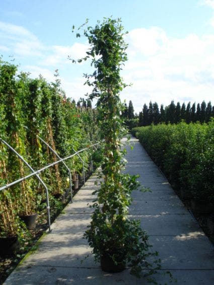  Kamperfoelie (Lonicera Japonica 'Halliana')