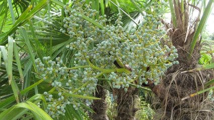  Winterharde Palm (Trachycarpus Fortunei)