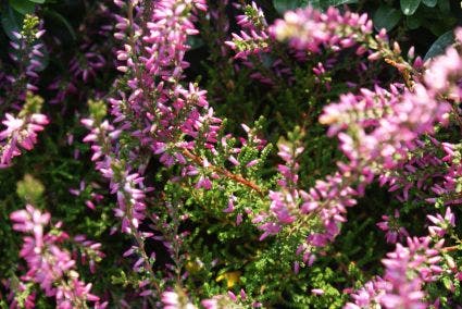  Struikheide (Calluna Vulgaris 'Marleen')