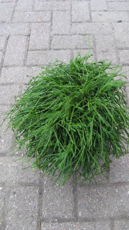 Cypres (Chamaecyparis Pisifera 'Filifera Nana')
